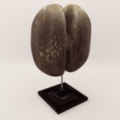 3d model Coco de Mare – Around 1900